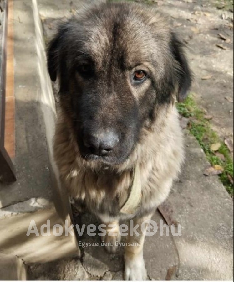 Jugoszláv farkasölő 3 éves ivartalnított kan kutya