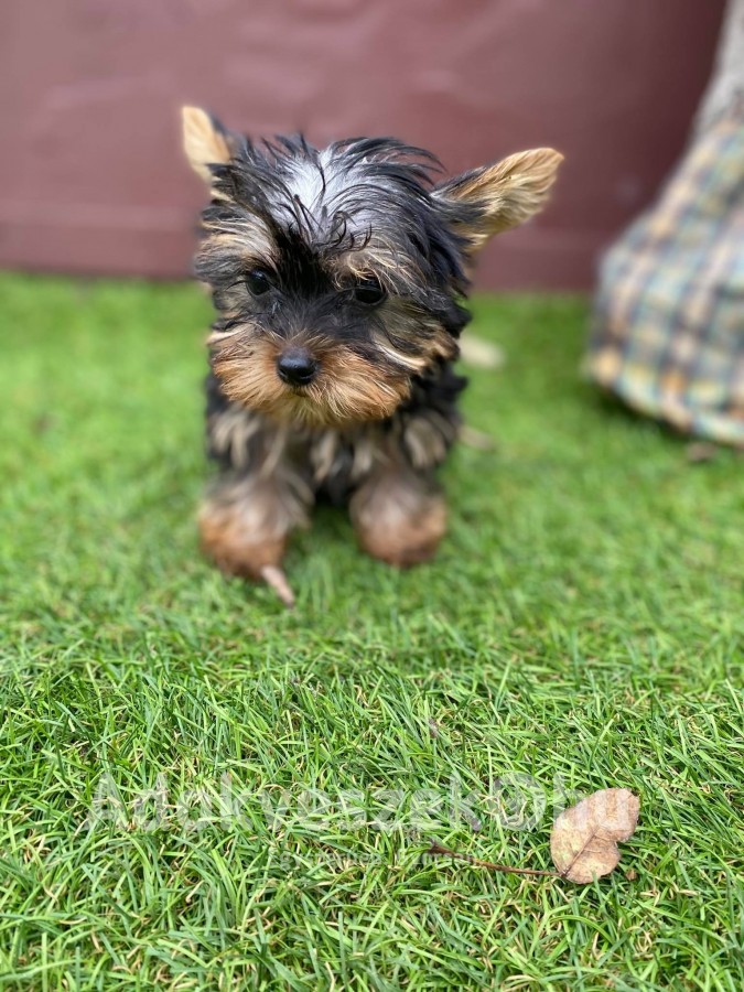 yorkshire terrier 3 hónapos ezüst-cser extra mini kutyusok eladóak