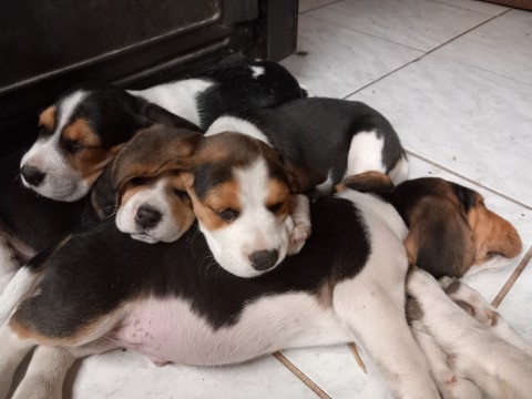Eladó Fajta Tiszta Beagle Kiskutyák