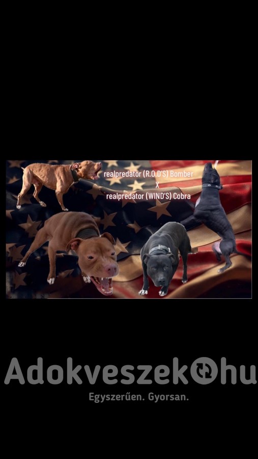 Amerikai pitbull terrier kölykök 