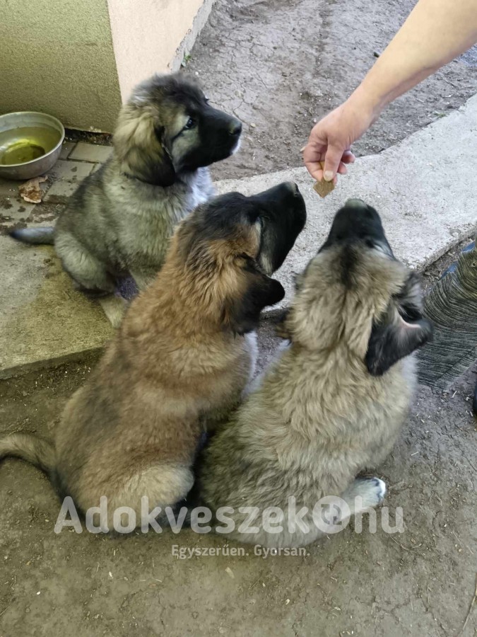 Eladó kaukázusi kiskutyák